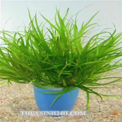 Cây cỏ nhật 5 bụi