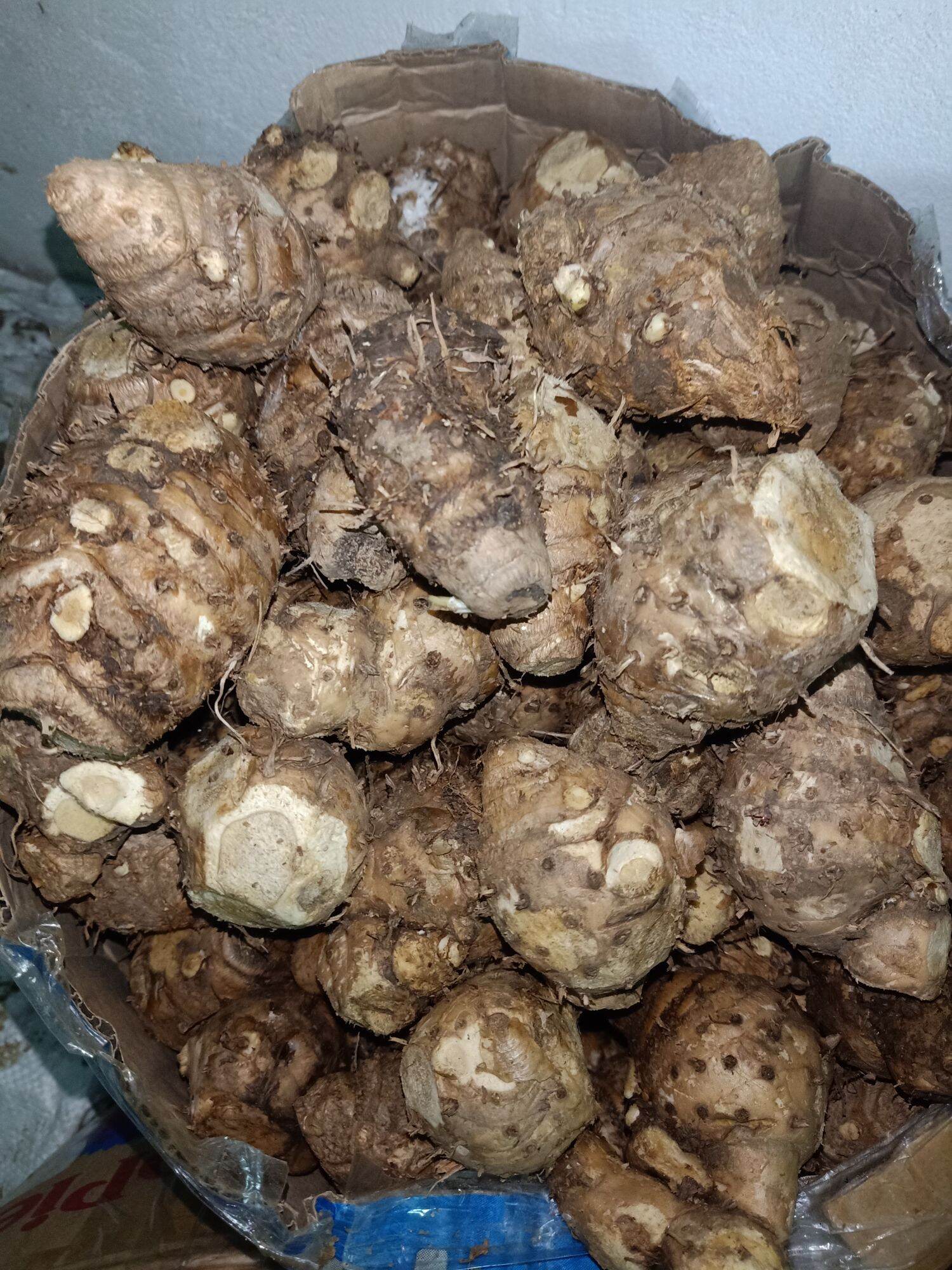 2Kg NGHỆ ĐỘC THÂN Rừng (Nghệ trắng Rừng)