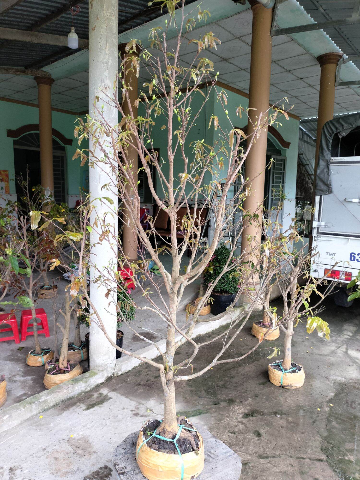 Mai vàng q18 tay cánh đều đế đẹp