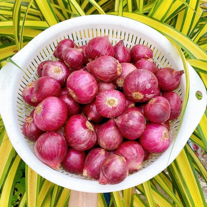 hành tím loại to 1kg