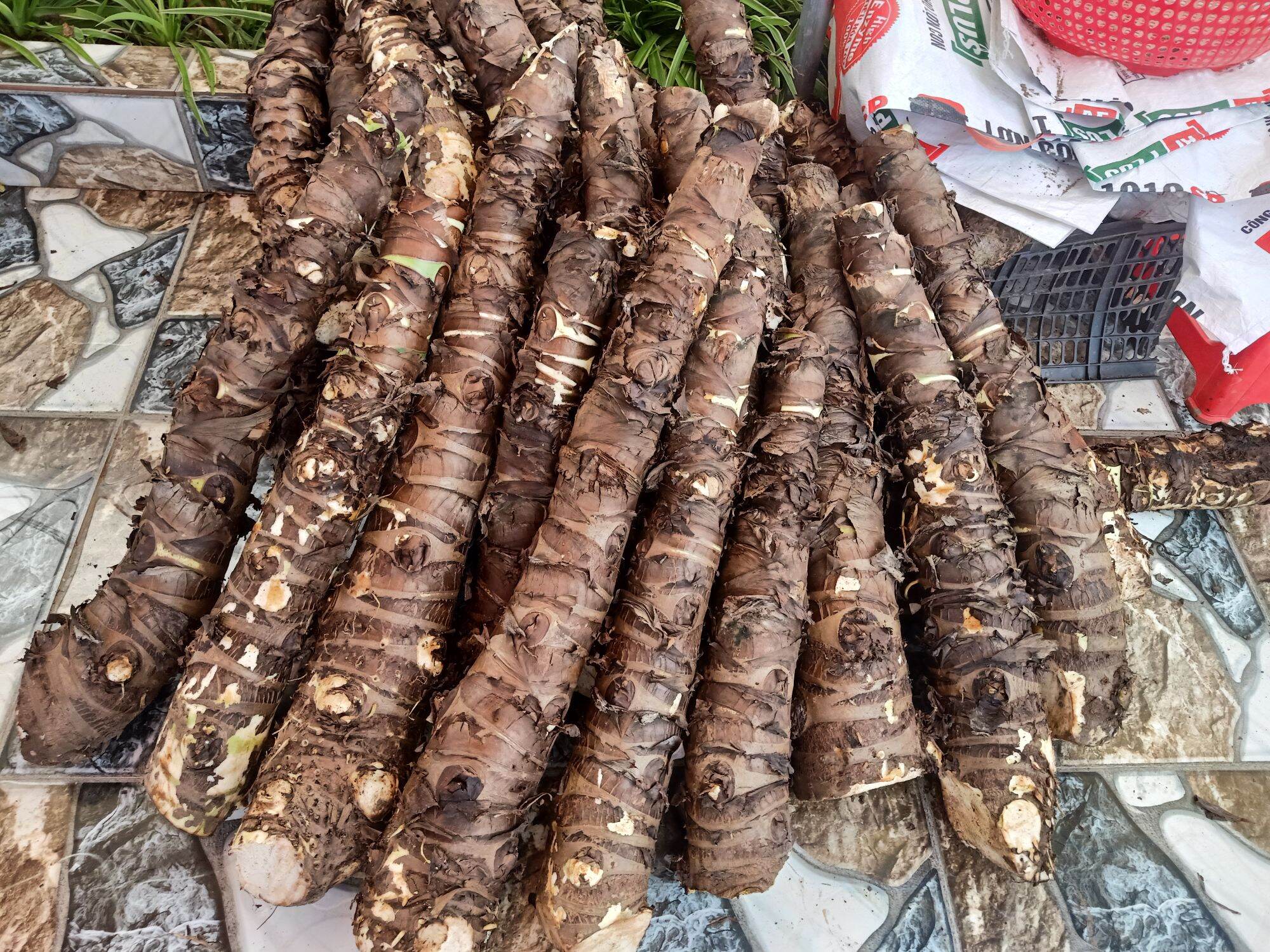 (Mua 5 tặng thêm 1).Chỉ 100k/combo 5kg, củ bạc hà núi chuẩn chất lượng