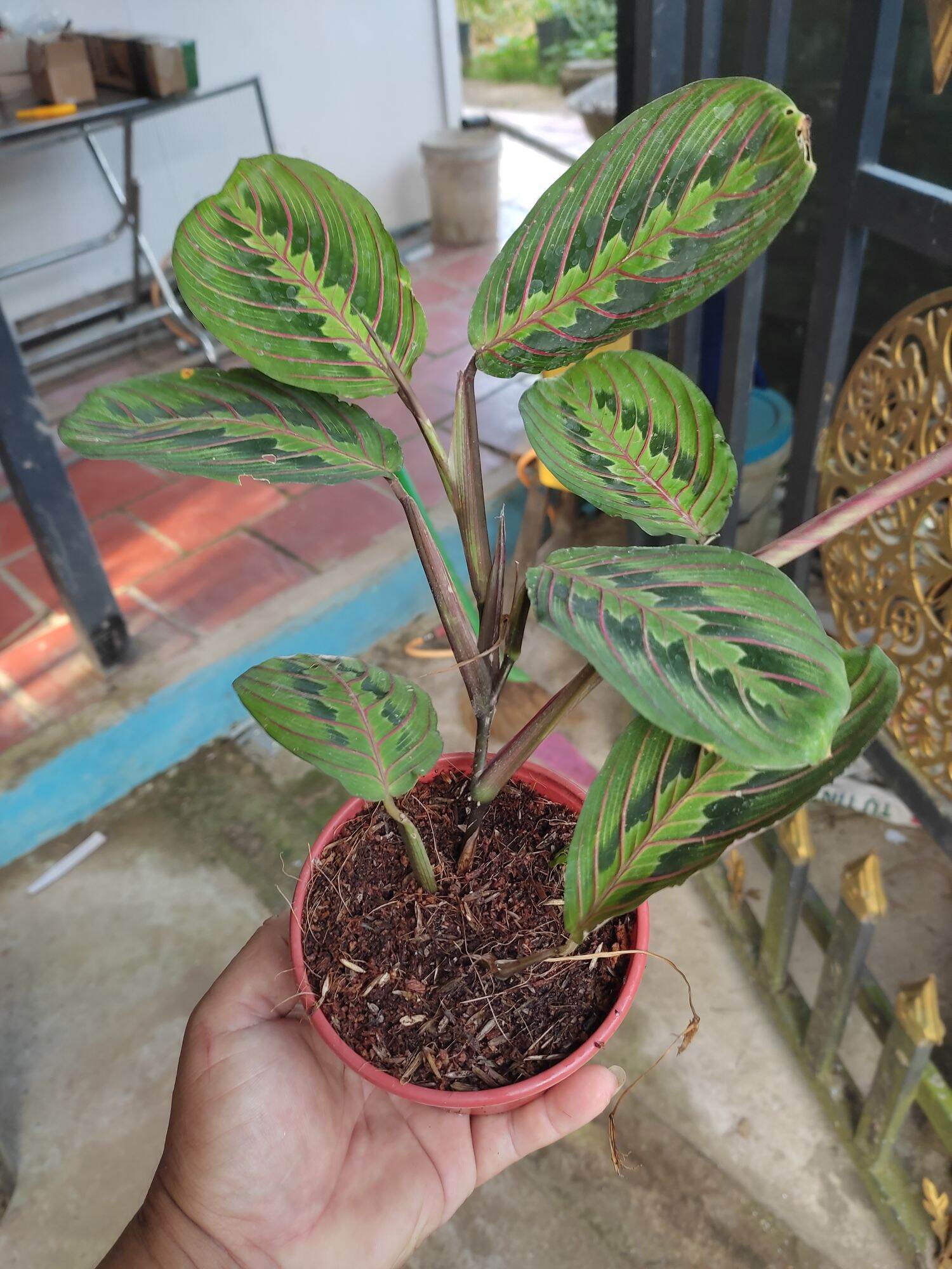 Cây giống đuôi công Maranta prayer, kiểng lá hiếm, mua 3 tặng 1