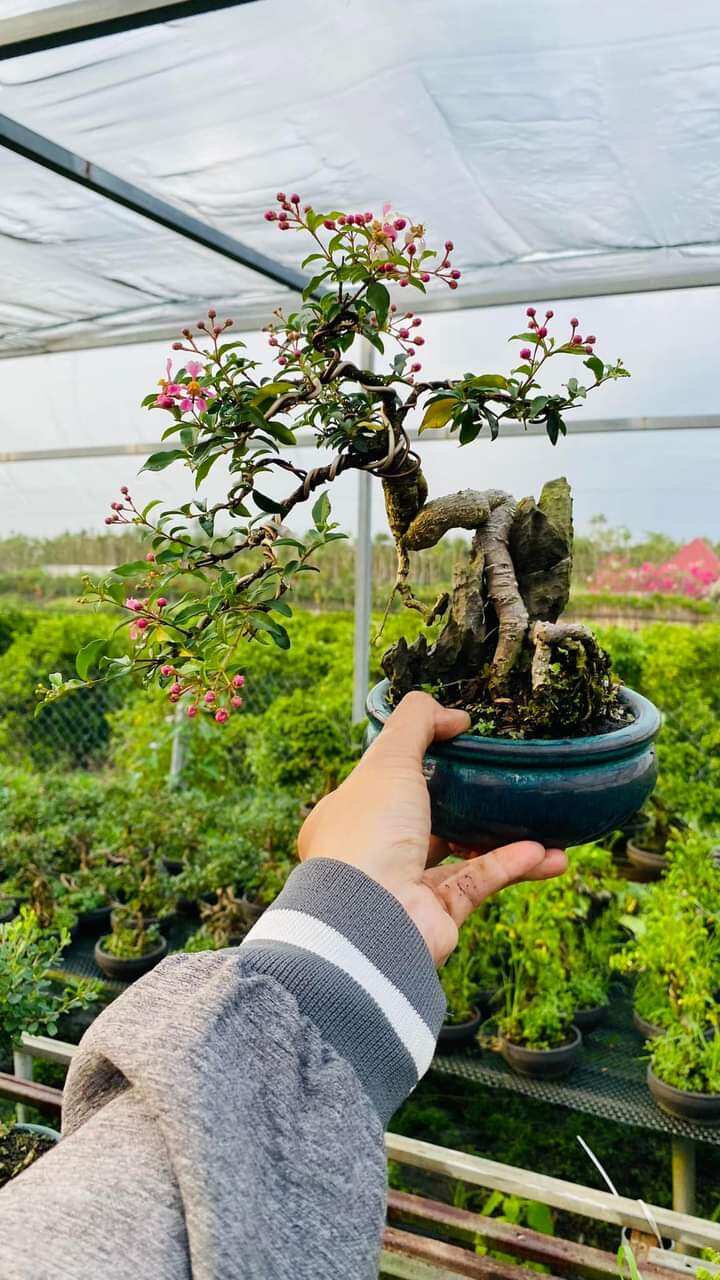 Cây hồng ngọc mai ôm đá dáng bon sai để bàn