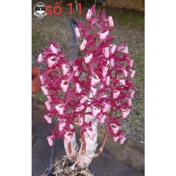 Củ giống Hoa Thiên Nga Đột biến sỉ 5k (set 5 củ )