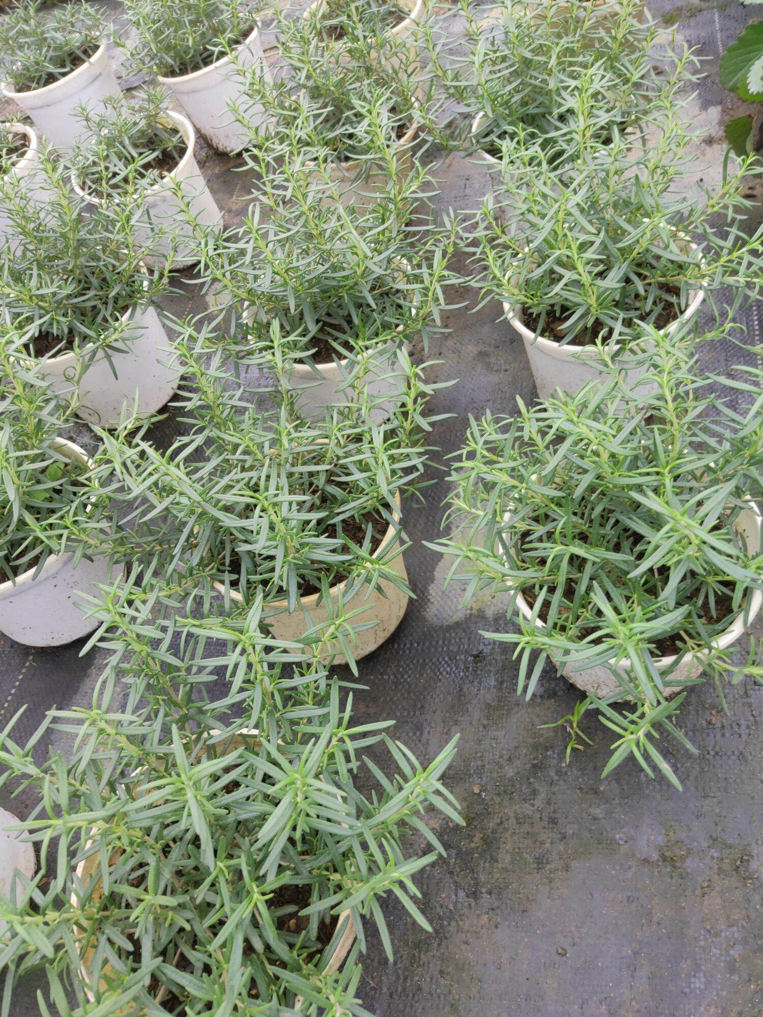 Hương thảo chậu 2-3 cây rosemerry