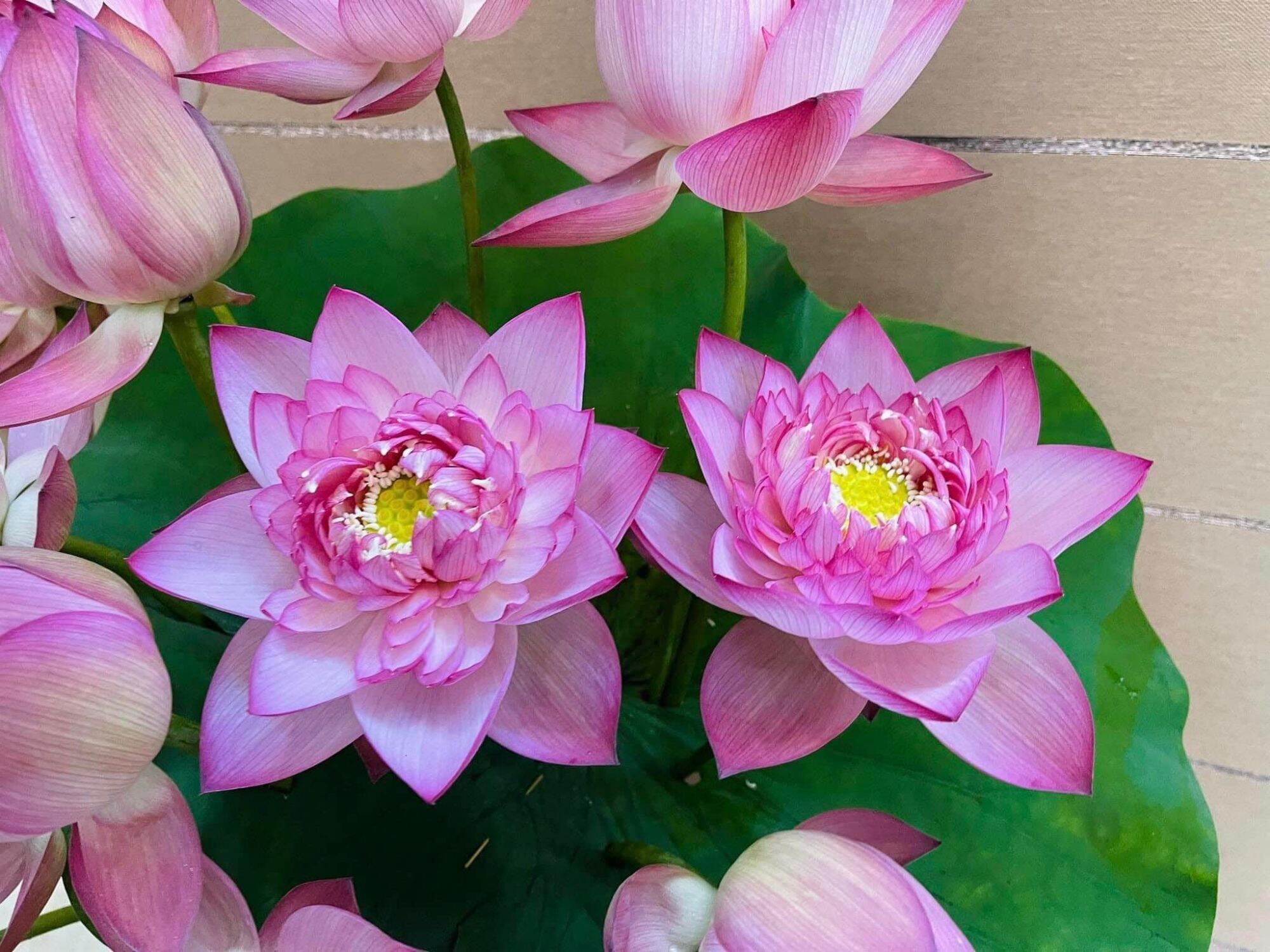 hạt giống sen thái nghìn cánh(10 hạt)