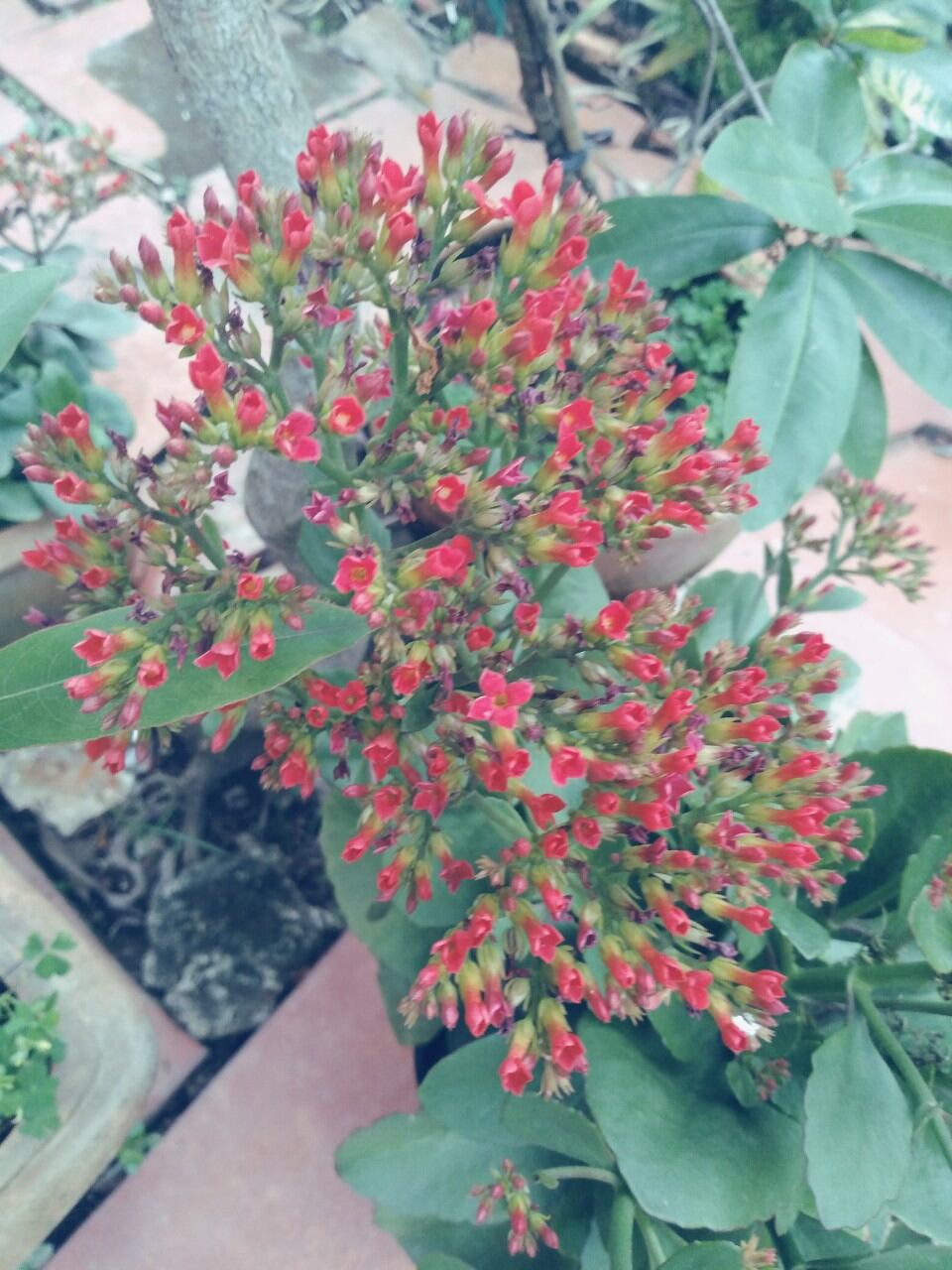 Cây Sống Đời Kiểng Đẹp (đỏ)