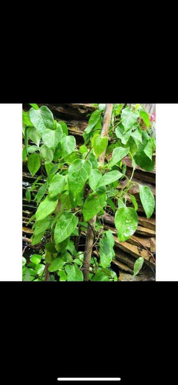 Cây giống lá giang