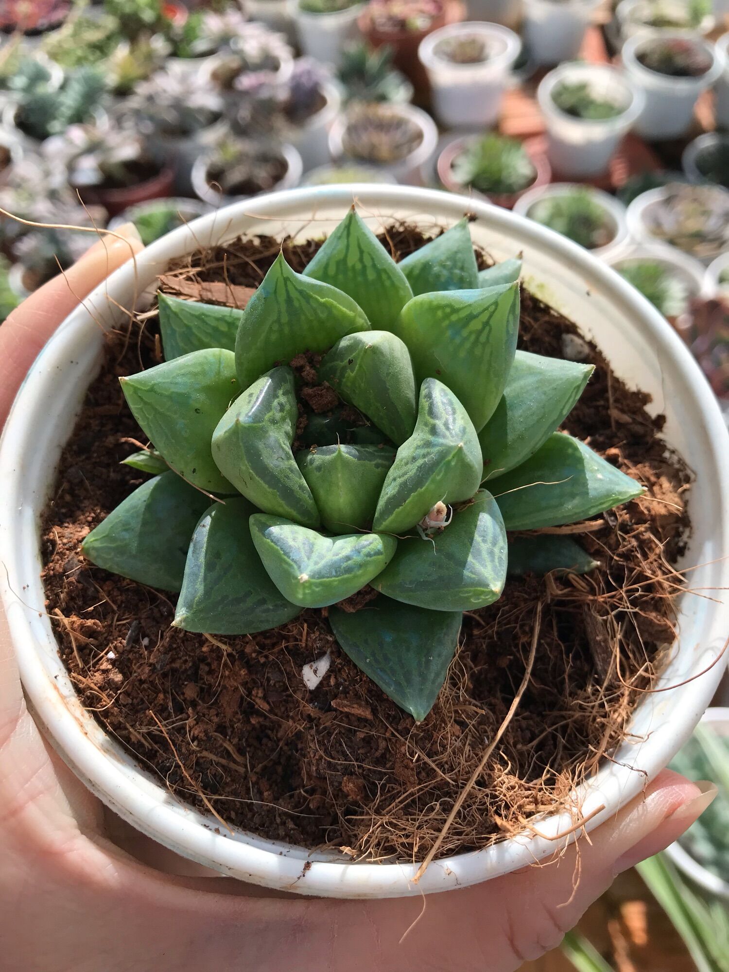 Sen đá ngọn guốc cute size trung
