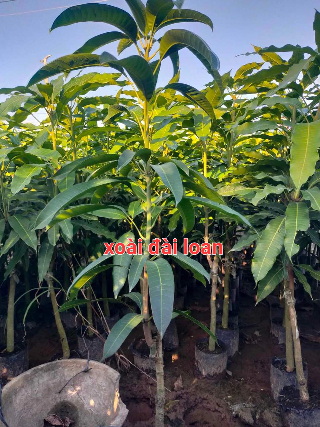 Cây xoài đài loan