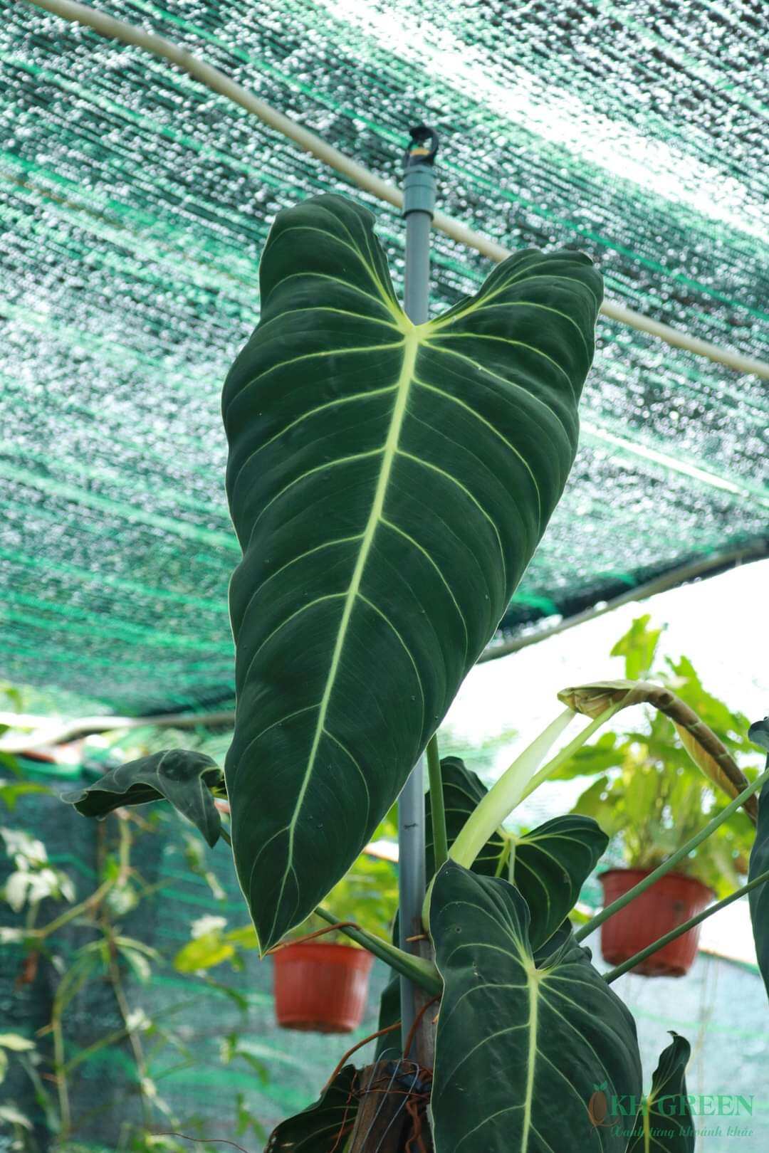 Cây philodendron melano