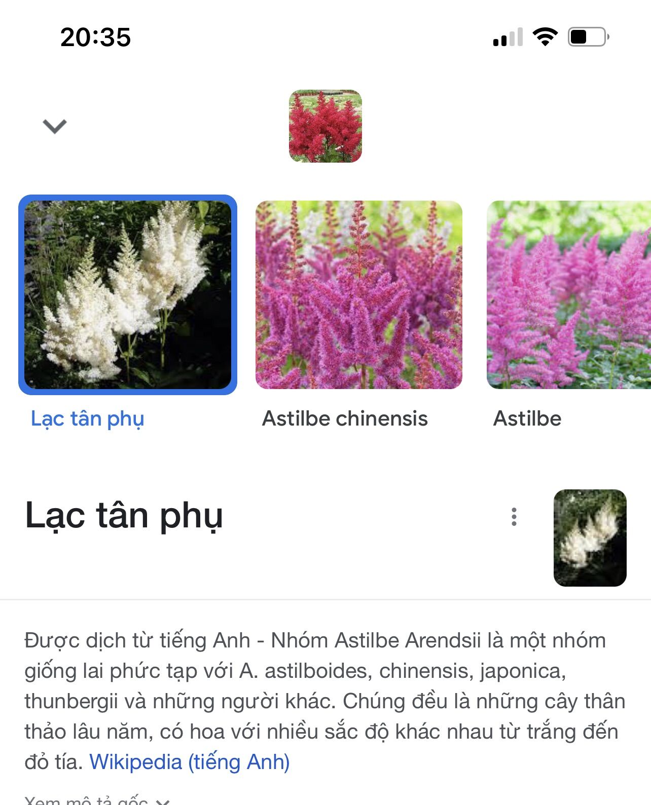 Cây giống hoa lạc Tân phụ