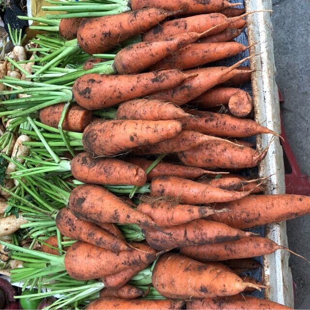 Ca rot da lat