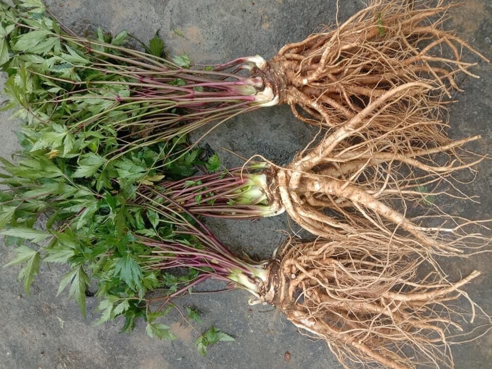 Sâm đương quy tươi Sìn Hồ Lai