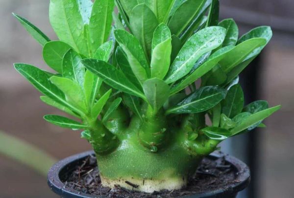 Gói 10 hạt giống hoa sứ Kim tự tháp