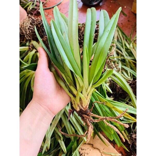 Hoa Lan bạch hạc Hải âu