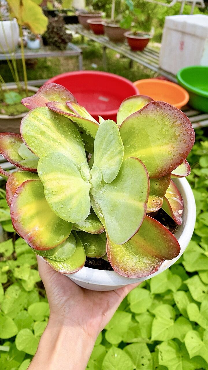 Sen đá bướm var sz 17 cm