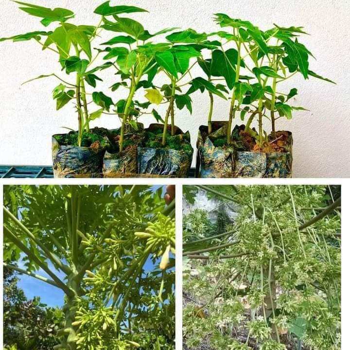 Cây giống đu đủ đực 10 cây