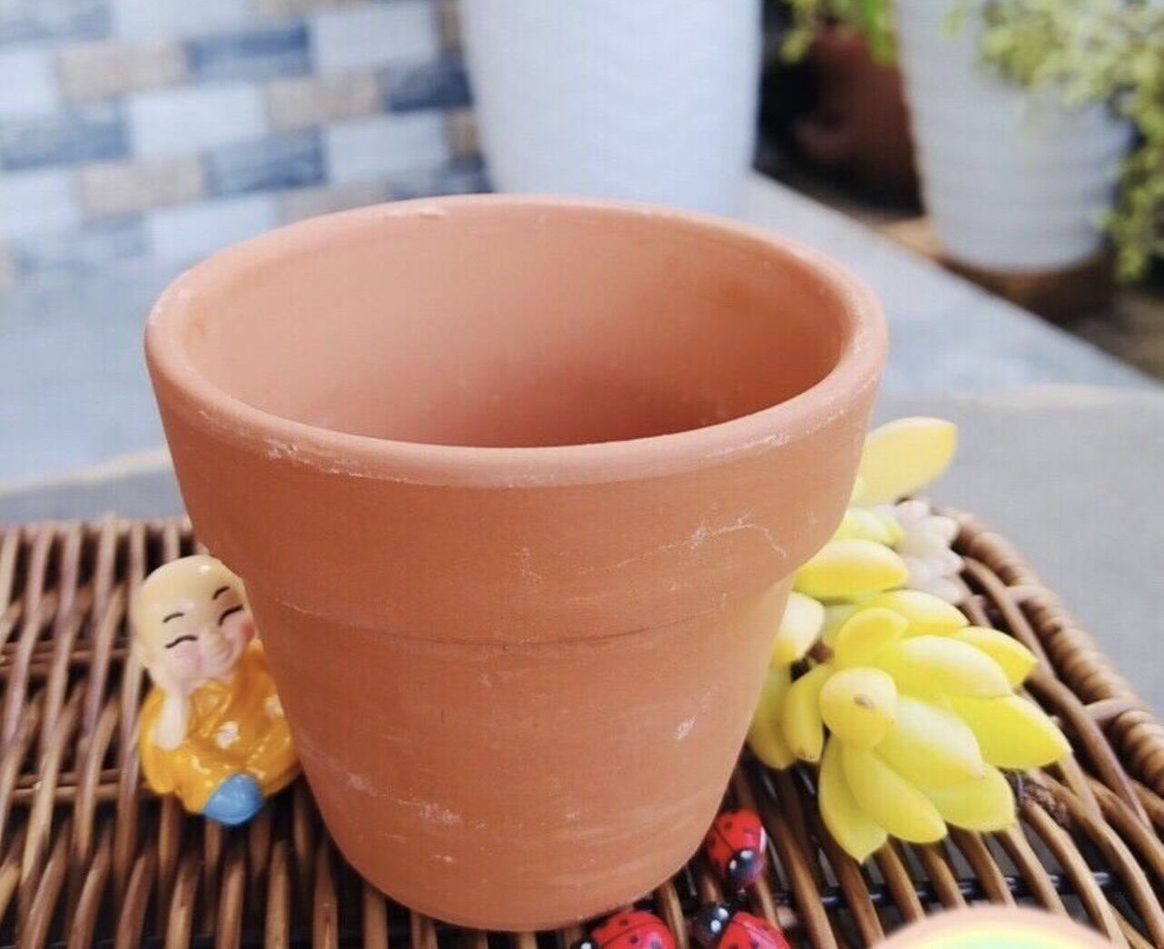 Combo 15 cây sen đá siêu tiết kiệm (sen đá, đất , chậu,đá, bộ dụng cụ làm vườn mini)