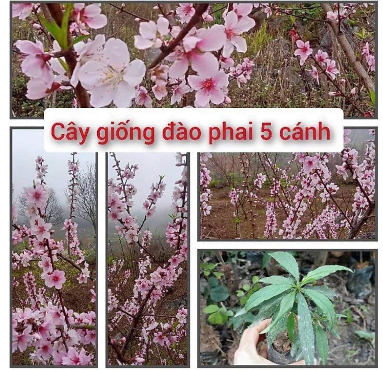 Đào phai 5 cánh, đào cánh kép