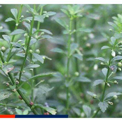 Cây cam thảo đất khô 1kg xanh thơm sạch.