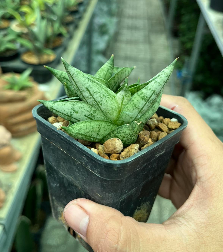 Cây lưỡi hổ mini - Sansevieria Boncel Mini