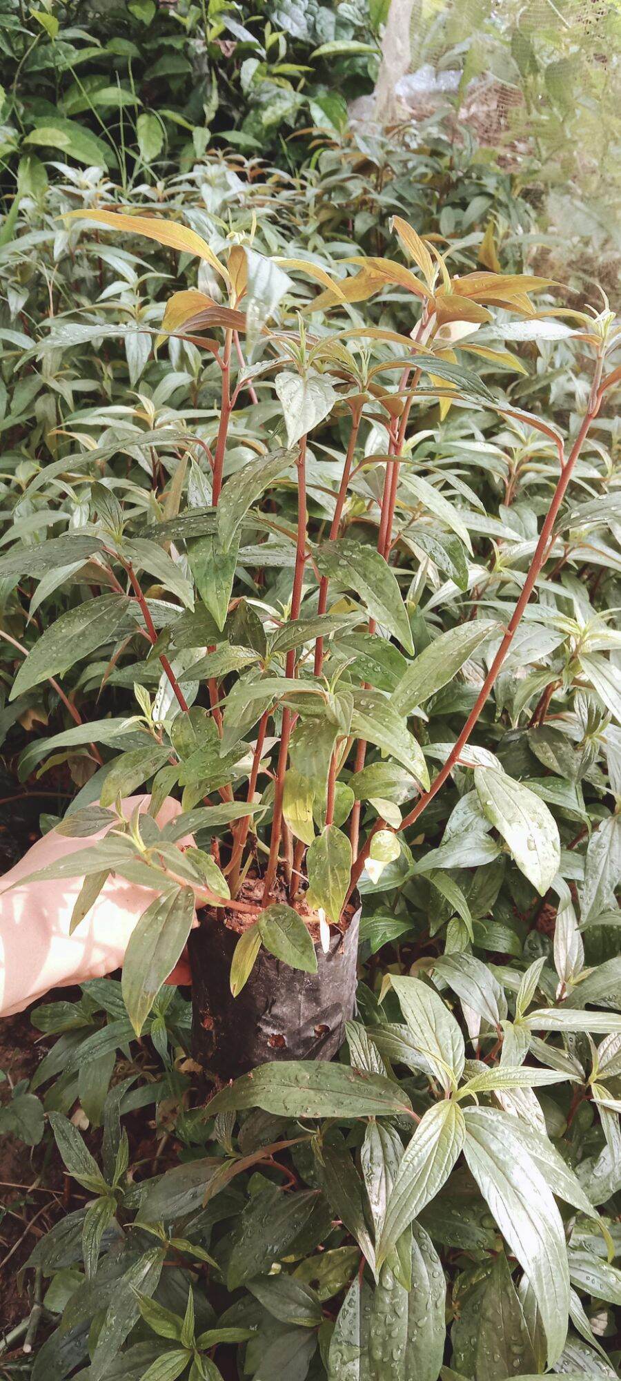 Bầu 5 cây Thuốc dòi, Cây bọ mắm