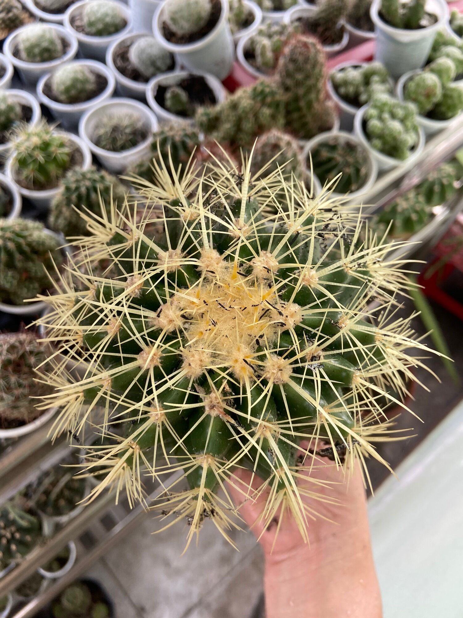 Xương Rồng Kim Hổ 10cm