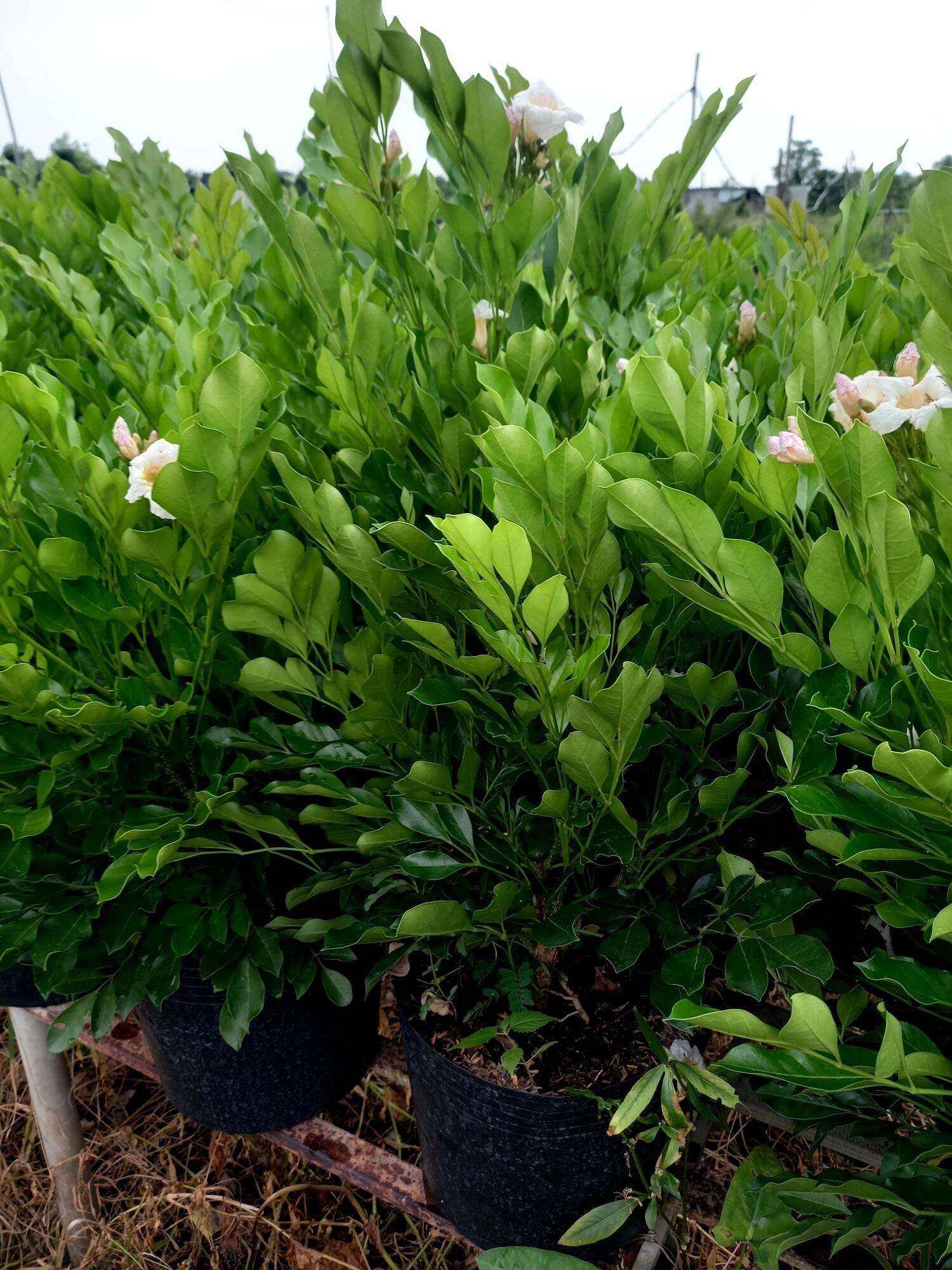 Cây nguyệt quế thái hoa to thơm