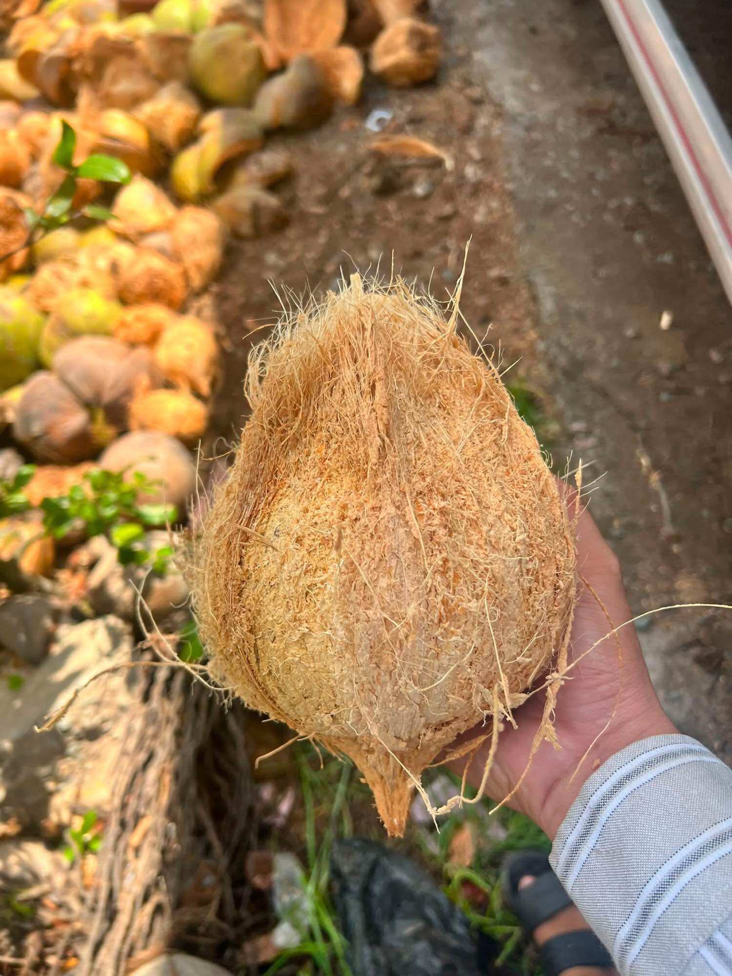 1 Trái Dừa Khô Lột Vỏ Sẳn