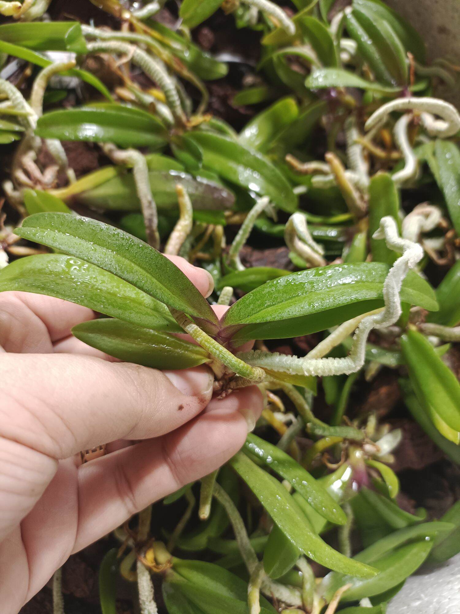 10 cây lan ngọc điểm giống đủ màu