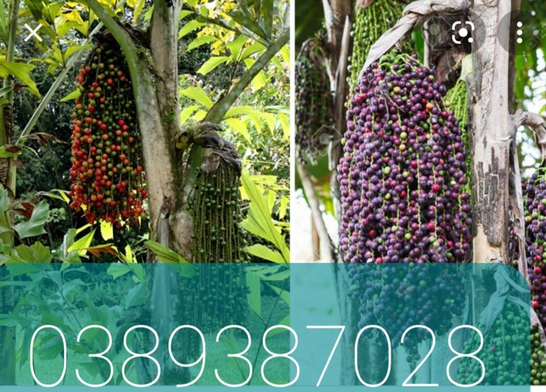 Trái đủng đỉnh một ký