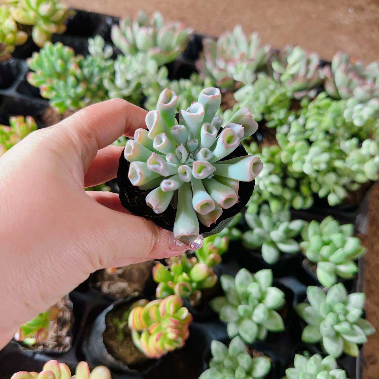 Sen đá mũi heo cute size bầu