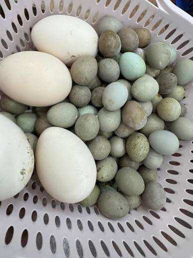 10 Trứng gà rutin