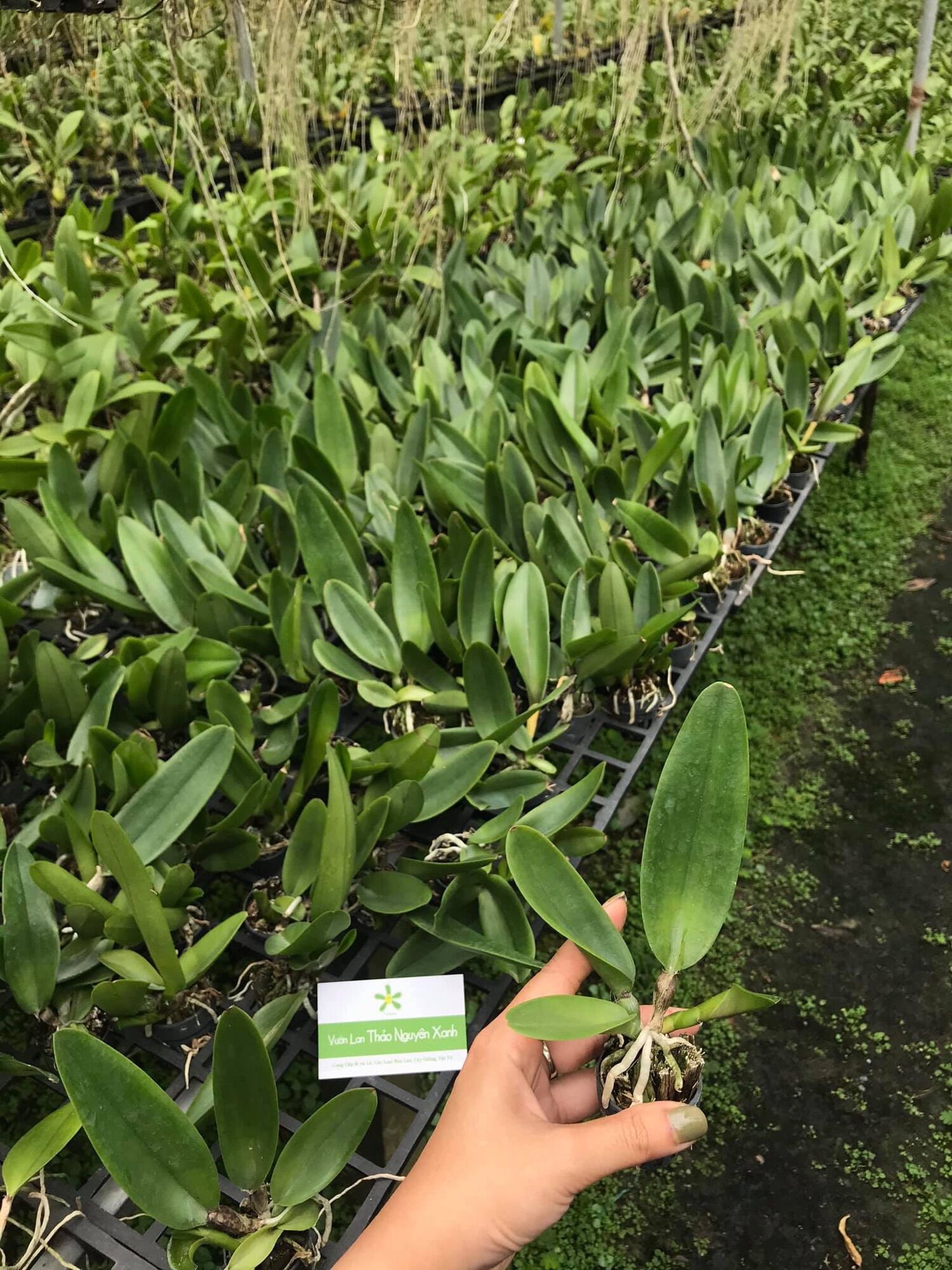 TNX01 - Hoa Lan Cattleya Màu Trắng Tím - Cây Con