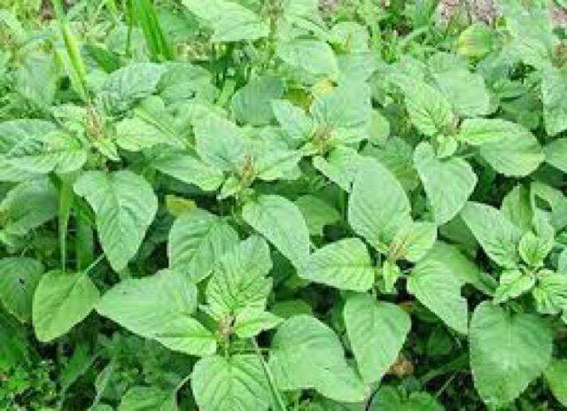 Hạt giống rau dền cơm vị ngọt dễ trồng - gói 10gr
