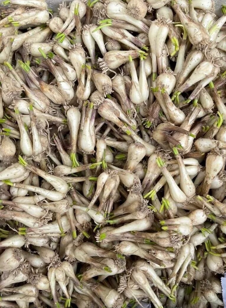 1KG CỦ KIỆU  QUẾ- HUẾ CỦ TO