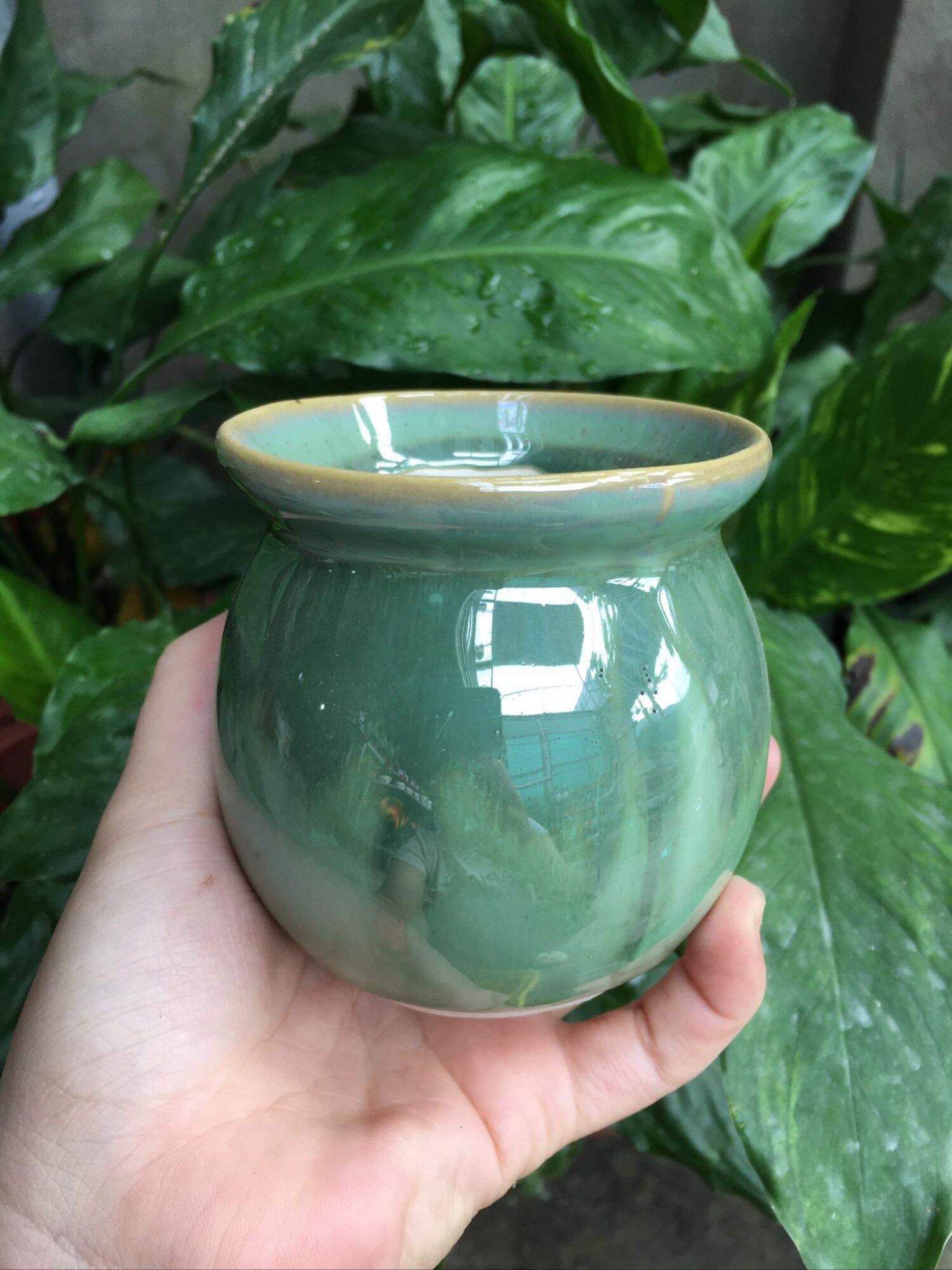 chậu hoả biến mini rẻ đẹp 8x8cm