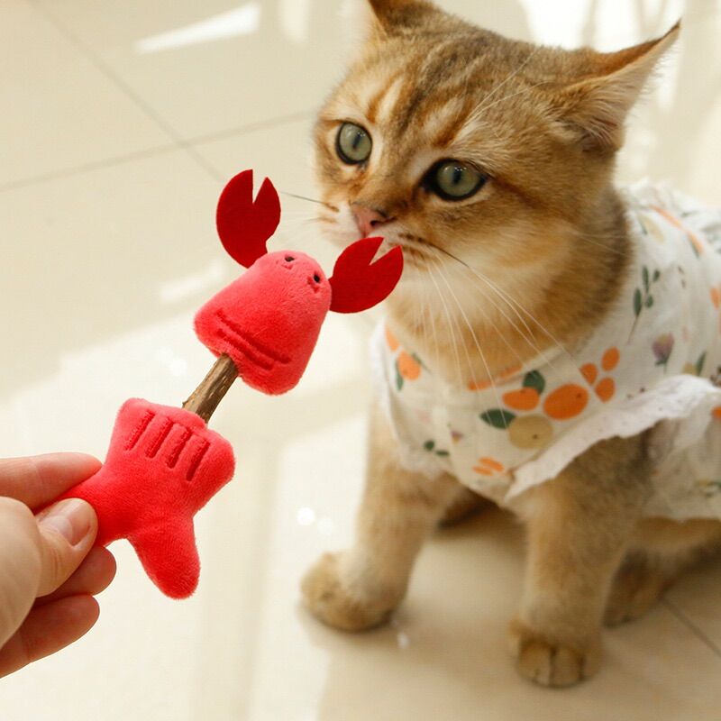 ✨✨ QUE GỖ GIẢM STRESS, VỆ SINH RĂNG MIỆNG CHO MÈO ✨✨