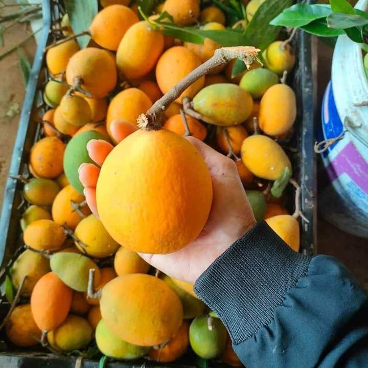 Cây giống gùi rừng