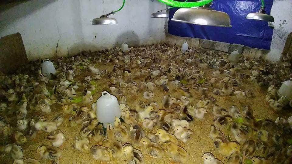 ĐÈN ÚM SƯỞI GAS / BIOGAS ( Loại nhỏ) - 0868812385