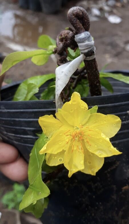 Combo 1 mai trắng , 1 mai tự quắn