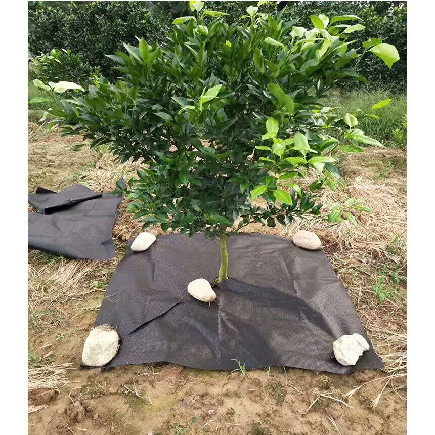 5 tấm bạt phủ đất ngăn ngừa cỏ 1m X1m
