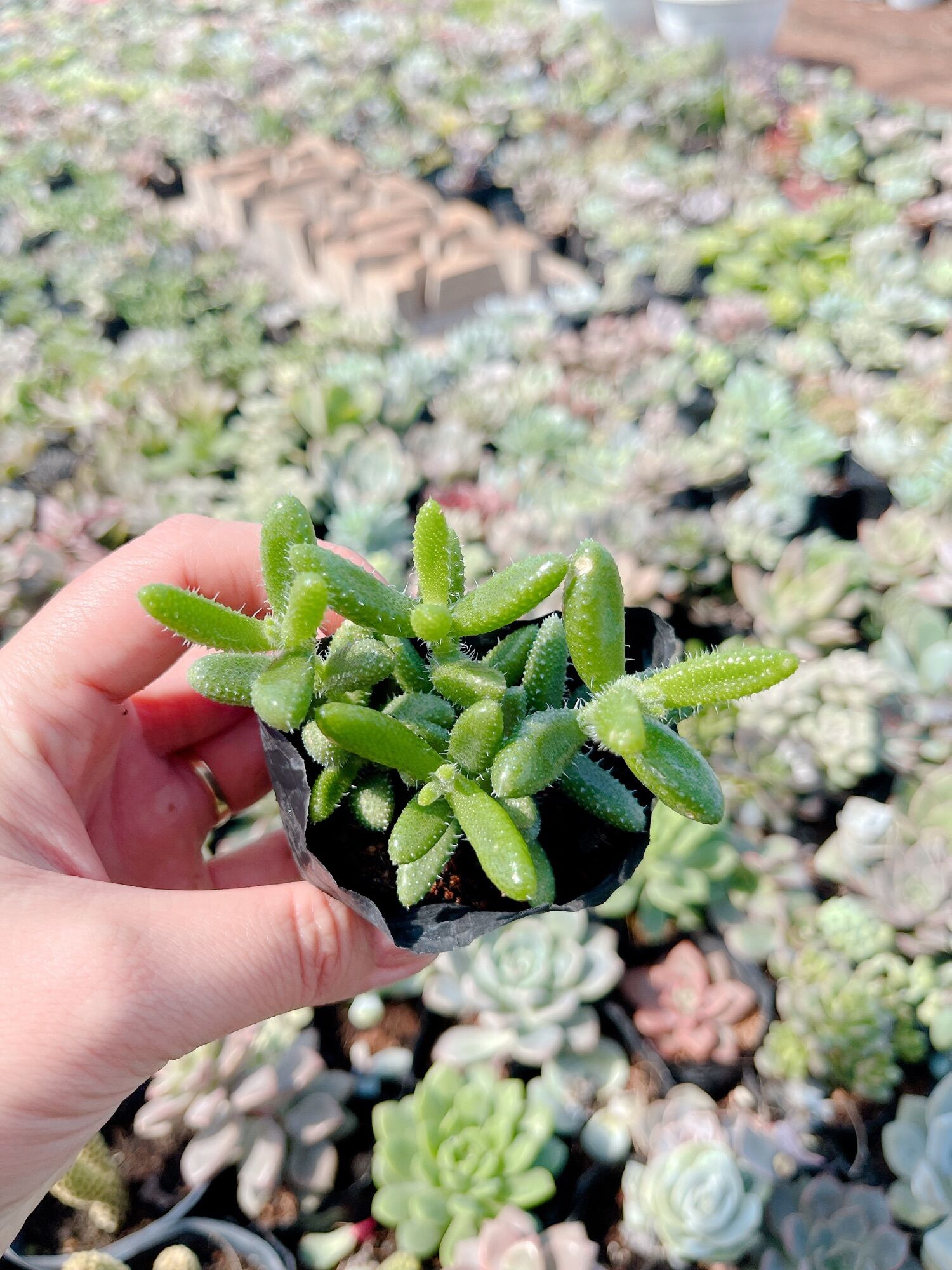 Sen đá mặt nạ size bầu 3-5cm