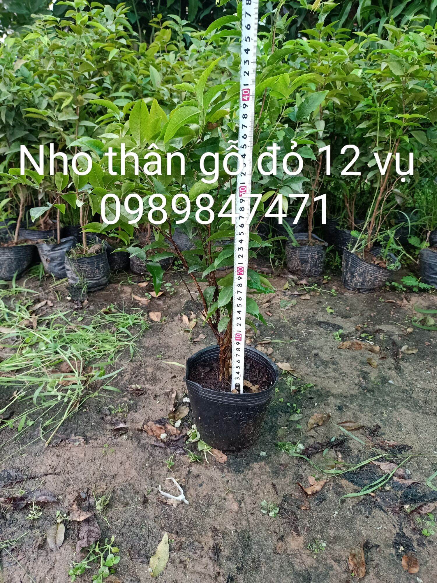 Nho thân gỗ đỏ 12 vụ chuẩn giống
