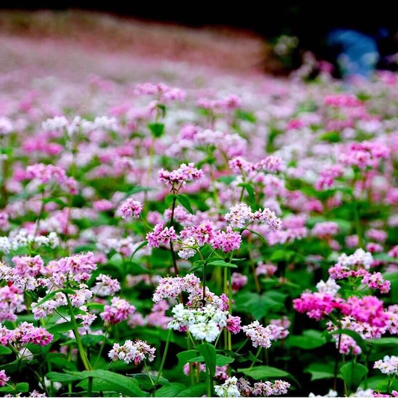Hạt giống hoa tam giác mạch