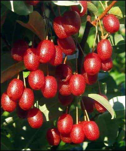 Cây giống nhót ngọt mỹ
