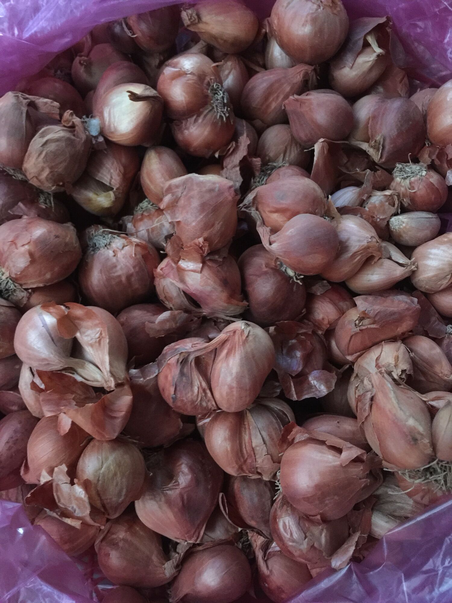 [HCM] Hành củ bắc làm hành phi 500g