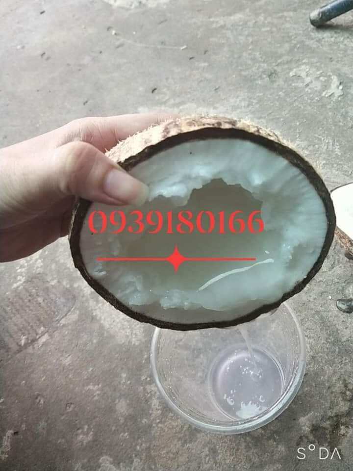 Dừa sáp đặc sản cầu kè trà vinh trái từ 1kí3 trở lên💥💥