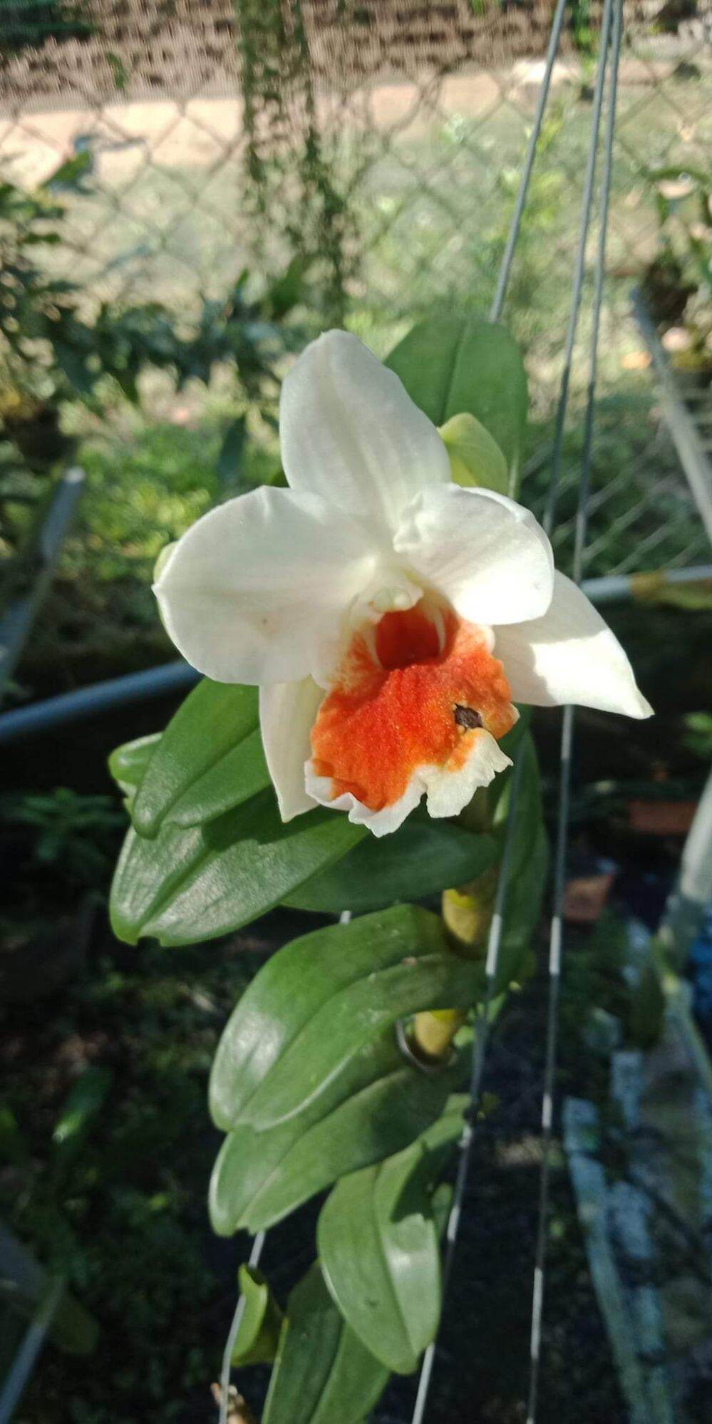 Lan Damry trưởng thành sắp hoa